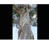 L'enfance à jamais brisée: témoignage