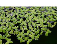 Lentille d'eau - LEMNA MINOR - Live aqua plants