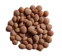 Lentille Rosana Corail NT - 40 grammes - Lens Culinaris - Lentil - SEM21