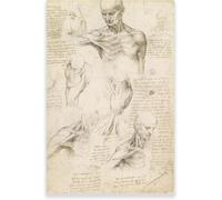 Léonard de Vinci - Croquis d'anatomie humaine - Affiche Toile Peinture Tableau Mural Decoration Salon Reproductions de Tableaux Murale Moderne,Disponible en Différentes Tailles,Avec Cadre (20 * 30 Cm)