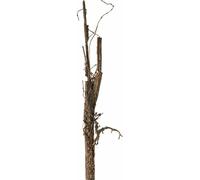 Leonardo Terra Litschizweig, Dekoration, Raum Verschönerung, naturnahe Optik, Kunststoff, Braun, H 76 cm, 78887