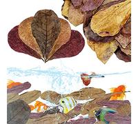 LeonBach Lot de 100 grandes feuilles de catappa pour poissons, 12,7 à 20,3 cm, 250 g, feuilles d'amande indiennes, pour décoration d'aquarium, conditionneur d'eau