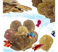 LeonBach Lot de 50 grandes feuilles de catappa pour poissons, 12,7 à 20,3 cm, 125 g de feuilles d'amande indiennes pour créer un environnement indigène, feuilles de catappa bêta pour aquarium