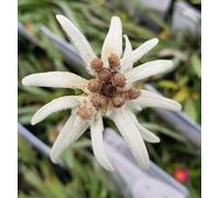 Leontopodium alpinum/Edelweiss blanc/Conteneur de 2 à 2.9 litres/Vivace