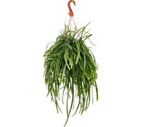 Lepismium bolivianum - Pfeiffera - Cactus à feuilles sans épines - pot ampoule 17cm