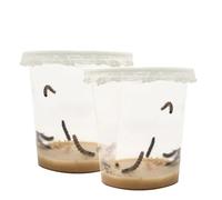 LEPITERRA® Lot de 2 recharges de chenilles (environ 7 chenilles chacune) - Complément idéal à l'habitat des papillons - Culture de papillons - Garantie de succès - Papillons