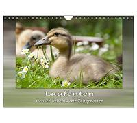 Les canards coureurs - des compagnons adorables comme des animaux, Version française (Calendrier mural 2026 DIN A4 portrait), Calendrier CALVENDO mensuel