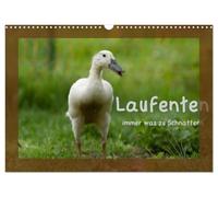 Les canards coureurs ont toujours quelque chose à dire (Calendrier mural 2026 DIN A3 horizontal), CALVENDO calendrier mensuel