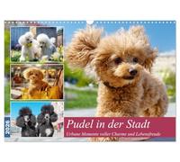 Les caniches en ville. Des moments urbains pleins de charme et de joie de vivre, Version française (Calendrier mural 2026 DIN A3 portrait), Calendrier CALVENDO mensuel