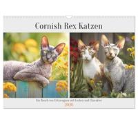 Les chats Cornish Rex. Une touche d'extravagance avec des boucles et du caractère, Version française (Calendrier mural 2026 DIN A3 portrait), Calendrier CALVENDO mensuel