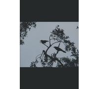 LES CHOUCAS, MOI ET QUELQUES AUTRES: De drôles d'oiseaux