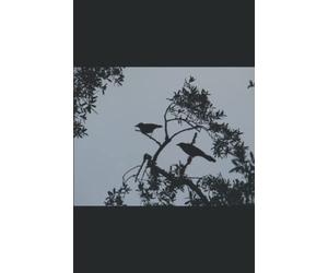 LES CHOUCAS, MOI ET QUELQUES AUTRES: De drôles d'oiseaux