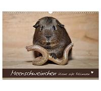 Les cochons d'Inde - d'adorables petites bêtes à poils, Version française (Calendrier mural 2026 DIN A3 portrait), Calendrier CALVENDO mensuel