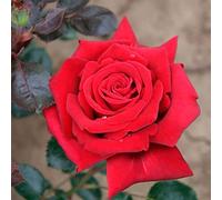 les colis noirs lcn Lot de 20 Graine Rose Rosier Rouge
