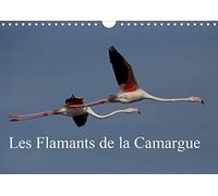 Les Flamants de la Camargue (Calendrier mural 2020 DIN A4 horizontal): Scènes de la vie d'une espèce fascinante. (Calendrier mensuel, 14 Pages )