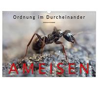 Les fourmis - de l'ordre dans le désordre, Version française (Calendrier mural 2026 DIN A3 portrait), Calendrier CALVENDO mensuel