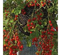 Les graines de tomates 50 Tomate cerise rouge Cascade 50 graines Trailing tomate