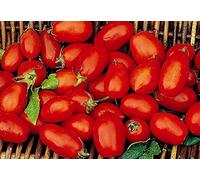 Les graines de tomates, Roma VF, Non-GMO Tomate Heirloom Seeds, pour les sauces italiennes, 50ct