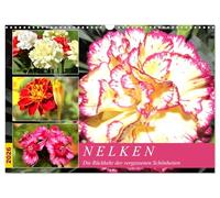 Les œillets d'Inde. Le retour des beautés oubliées, Version française (Calendrier mural 2026 DIN A3 portrait), Calendrier CALVENDO mensuel