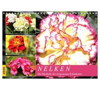 Les œillets d'Inde. Le retour des beautés oubliées, Version française (Calendrier mural 2026 DIN A4 portrait), Calendrier CALVENDO mensuel