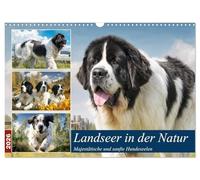 Les Landseer dans la nature. Des âmes canines majestueuses et douces, Version française (Calendrier mural 2026 DIN A3 portrait), Calendrier CALVENDO mensuel
