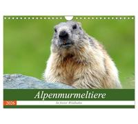 Les marmottes des Alpes à l'état sauvage, Version française (Calendrier mural 2026 DIN A4 portrait), Calendrier CALVENDO mensuel
