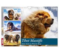 Les mastiffs du Tibet. Des âmes fières dans le vent des montagnes, Version française (Calendrier mural 2026 DIN A4 portrait), Calendrier CALVENDO mensuel
