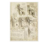 Les muscles de la colonne vertébrale Poster de Leonardo da Vinci 50 x 70 cm Beige Tableaux Décoration murale