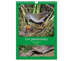 Les passereaux à l'orée de la vie (Calendrier mural 2027 DIN A4 horizontal), CALVENDO calendrier mensuel: Images de la naissance des passereaux