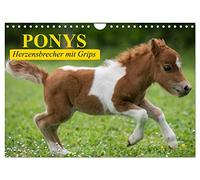 Les poneys. Des briseurs de cœur intelligents (Calendrier mural 2026 DIN A4 horizontal), CALVENDO calendrier mensuel