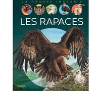 Sabine Boccador – Les rapaces – Document jeunesse – Cartonné