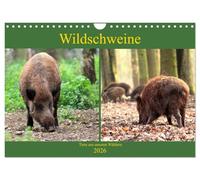 Les sangliers - des animaux de nos forêts, Version française (Calendrier mural 2026 DIN A4 portrait), Calendrier CALVENDO mensuel