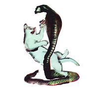 Les Savy Fav - Cat and The Cobra [Import]