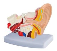 Les-Theresa Modèle d'oreille 1.5: 1 Simulation Scientifique Professionnelle agrandie Petit modèle d'anatomie Humaine