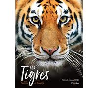 Les tigres - Féroces et fragiles