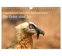 Les vautours sont lâchés, Version française (Calendrier mural 2026 DIN A4 portrait), Calendrier CALVENDO mensuel