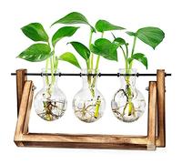 LESES Vase en verre pour plantes à air, terrarium, oignons, plantes en verre avec balançoire, stations de propagation pour plantes hydroponiques, bureau, jardin de maison - Vase à 3 oignons