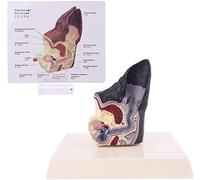 Lésion d'oreille de Chien modèle Anatomique Animal 8x5x11.5cm Professeur vétérinaire Recherche Canine Aides Scientifique