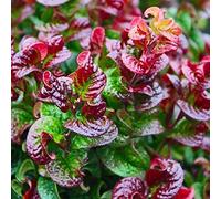 Leucothoe Axillaris 'Curly Red'- Leucothoé 'Curtly Red' 20-30 cm en conteneur