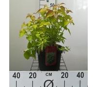 Leycesteria form. 'Golden Lanterns'® ('notbruce') - Belle Leycesteria 40- 50 cm - conteneur