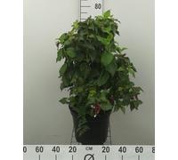 Leycesteria form. 'Purple Rain' - Belle Leycesteria 40- 50 cm - conteneur