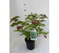 Leycesteria formosa - Belle Leycesteria 40- 50 cm - conteneur