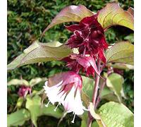 Leycesteria Formosa 'Purple Rain'- Arbre aux faisans 'Purple Rain' 40-50 cm en conteneur