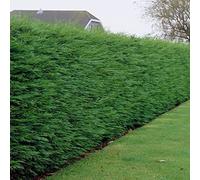 Leylandii vert (cyprès de Leyland) - Arbres à croissance rapide pour la confidentialité, écrans persistants, faible entretien et résistants à la sécheresse.