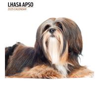 Lhassa Apso Calendrier moderne 2025