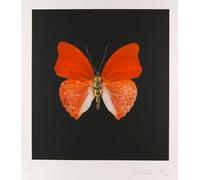 LHHJF LJHFA Affiche Abstraite rétro Damien Hirst Art Mural en Forme de Papillon Damien Hirst Peinture et Impressions sur Toile Décor Moderne 60x70cm sans Cadre