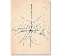LHHJF LJHFA Neuron Dessin Santiago Ramon Y Cajal Affiche Et Estampes Neuron Dessin Santiago Ramon Y Cajal Toile Peinture Art Mural Décor 40x60cm sans Cadre