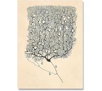 LHHJF LJHFA Neuron Dessin Santiago Ramon Y Cajal Affiche Et Estampes Neuron Dessin Santiago Ramon Y Cajal Toile Peinture Art Mural Décor 40x60cm sans Cadre