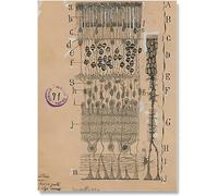 LHHJF LJHFA Neuron Dessin Santiago Ramon Y Cajal Affiches murales abstraites Peinture et estampes Neuron Toile Décoration Image 40x60cmx1 sans Cadre