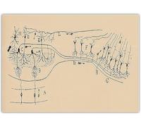 LHHJF LJHFA Santiago Ramon y Cajal Neuron Affiche de Dessin Vintage Mural Neurosciences Peinture et estampes Décoration intérieure 40x60cm sans Cadre